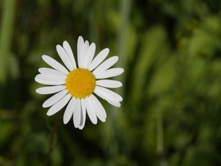 Obraz premium flower summer