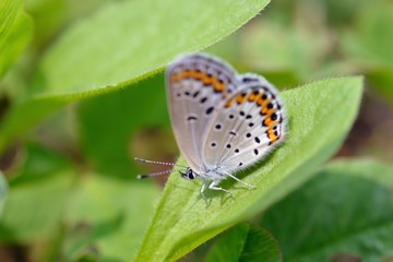 butterfly 2