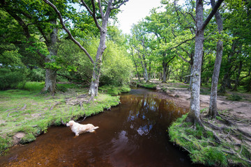 Fototapeta na wymiar The New Forest national park Hampshire.