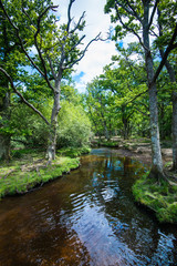 The New Forest national park Hampshire.