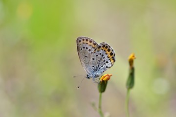 Fototapeta na wymiar butterfly 1