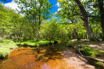 The New Forest national park Hampshire.