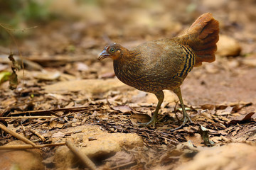 The Sri Lankan junglefowl (Gallus lafayettii), also known as the Ceylon junglefowl, female