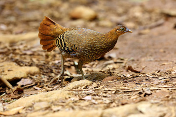 The Sri Lankan junglefowl (Gallus lafayettii), also known as the Ceylon junglefowl, female