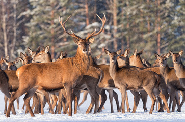 Great deer (cervus elaphus) surrounded by herd. Portrait of deer stag,while looking at you in winter time. Artwork of Red deer,standing in belorussian forest under first snow falling. Belarus,Vitebsk 