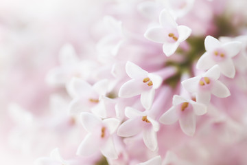 Beautiful tender gentle delicate flower background with small pink flowers. Horizontal. Copy Space.