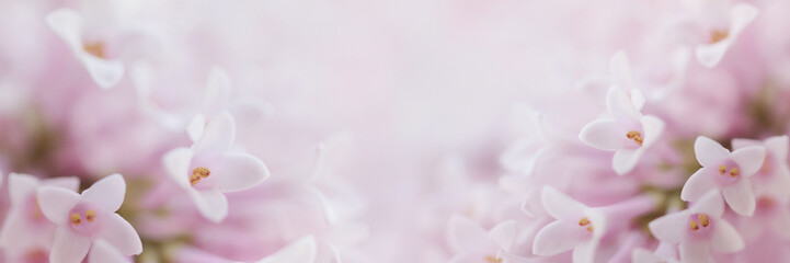 Beautiful tender gentle delicate flower background with small pink flowers. Horizontal. Copy Space. - Powered by Adobe