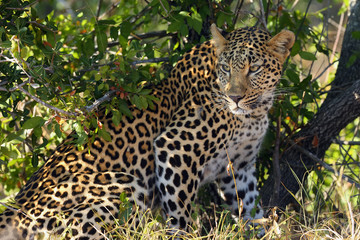 Fototapeta na wymiar The African leopard (Panthera pardus pardus), portrait of young female
