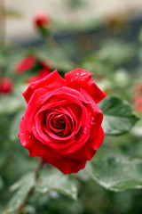 Rainy red rose
