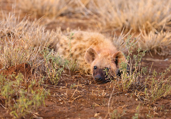 The spotted hyena (Crocuta crocuta), also known as the laughing hyena lying at sunrise camouflaged in the grass