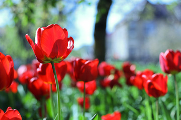 Nice Red Tulip