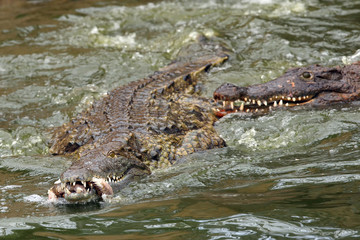 The Nile crocodile (Crocodylus niloticus) two crocodiles remains of prey