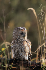 The tawny owl or brown owl (Strix aluco) sitting on the branch