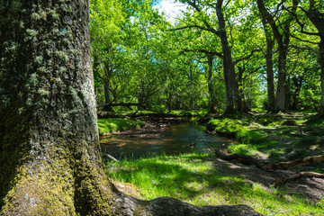 The New Forest national park Hampshire.