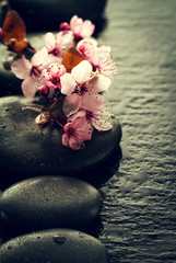 Beautiful pink Spa Flowers on Spa Hot Stones on Water Wet Background. Side Composition. Copy Space. Spa Concept. Dark Background.