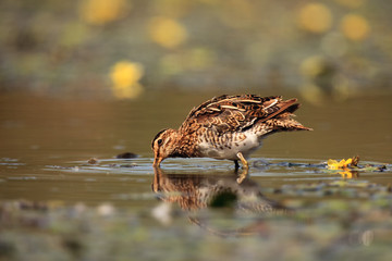 The common snipe (Gallinago gallinago) fishing in lagoon, hunting small prey