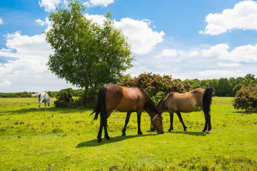 Naklejka na ściany i meble Wild, New Forest ponies, Hampshire, England