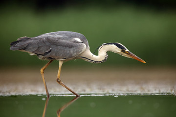 The grey heron (Ardea cinerea) fishing in shallow water