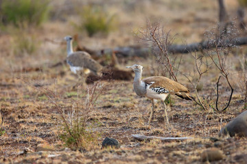 Obraz na płótnie Canvas The kori bustard (Ardeotis kori), pair of adult birds in savannah
