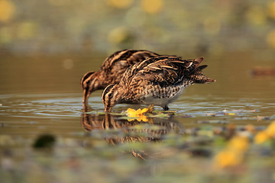 The common snipe (Gallinago gallinago), a pair of adult birds while collecting food in the pond is covered with yellow water lily