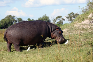 The common hippopotamus (Hippopotamus amphibius), or hippo grazing on in the grass on the shore of the lagoon