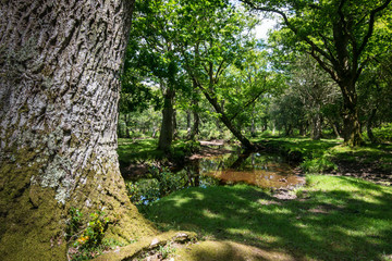 The New Forest national park Hampshire.
