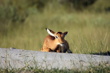 The impala (Aepyceros melampus) hiding from predators
