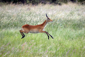 The lechwe (Kobus leche), or southern lechwe, jumping in the swamp