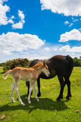 Naklejka na ściany i meble Wild, New Forest ponies, Hampshire, England