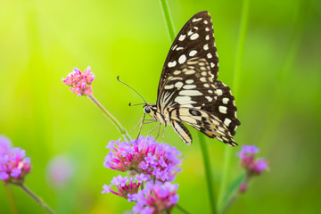 Beautiful Butterfly on Colorful Flower
