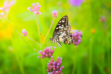Beautiful Butterfly on Colorful Flower