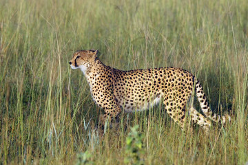 The cheetah (Acinonyx jubatus), also known as the hunting leopard, young female is preparing for the hunt