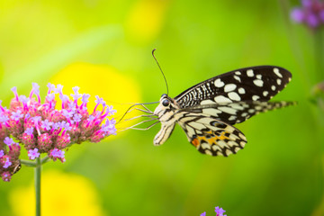 Fototapeta na wymiar Beautiful Butterfly on Colorful Flower