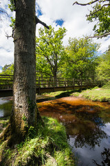 The New Forest national park Hampshire.