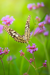 Beautiful Butterfly on Colorful Flower