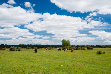 Wild, New Forest ponies, Hampshire, England