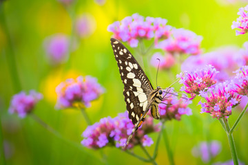 Beautiful Butterfly on Colorful Flower