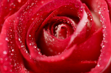closeup rose bud