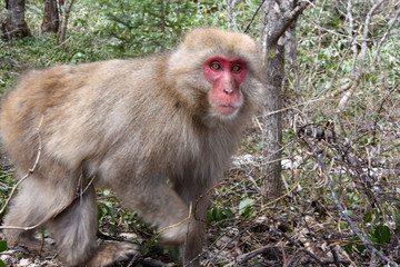 ニホンザル