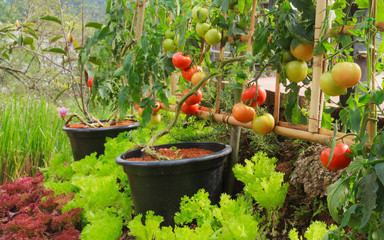 Fresh Tomato In Nontoxic Vegetable Garden.
