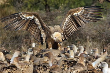 The griffon vulture (Gyps fulvus), a flock of vultures fighting for food