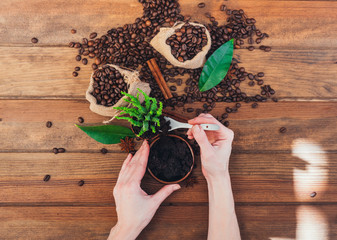 Spent grounded coffee applied onto potted plant as natural fertilizer - 160496447