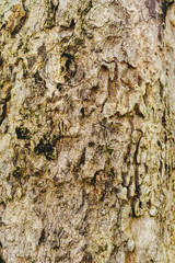 Bark