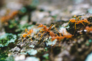 ants