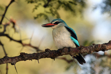 Fototapeta premium The woodland kingfisher (Halcyon senegalensis), sitting on a twig acacia