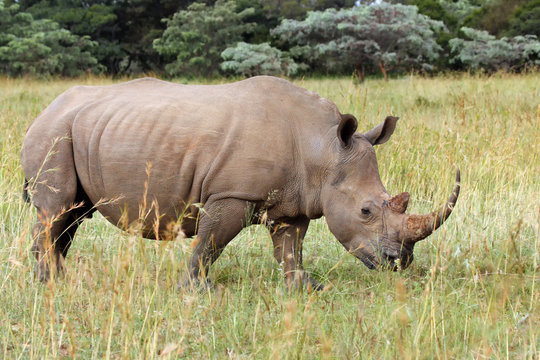 The white rhinoceros or square-lipped rhinoceros (Ceratotherium simum), typical behavior when grazing grass in the savannah