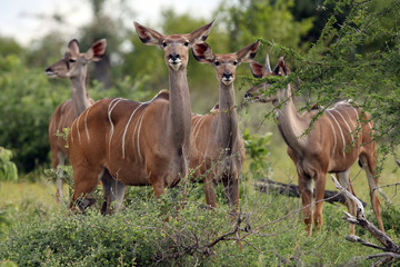 The greater kudu (Tragelaphus strepsiceros), herd of females