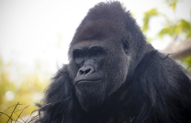 A Portrait of a Western Lowland Silverback Gorilla