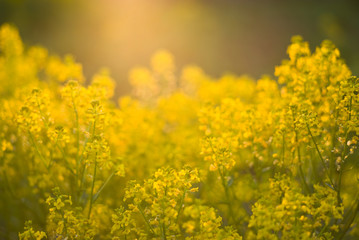 Yellow winter-cress field at sunset