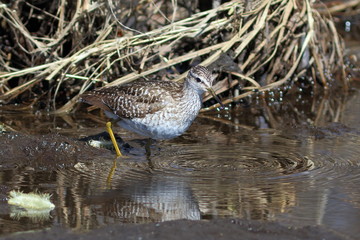 Wood sandpiper is looking for food in the water